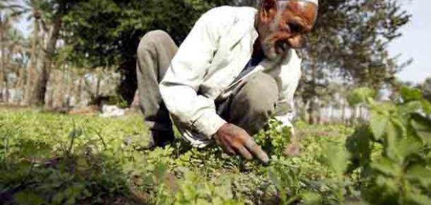 بحث عن الفلاح موضوع